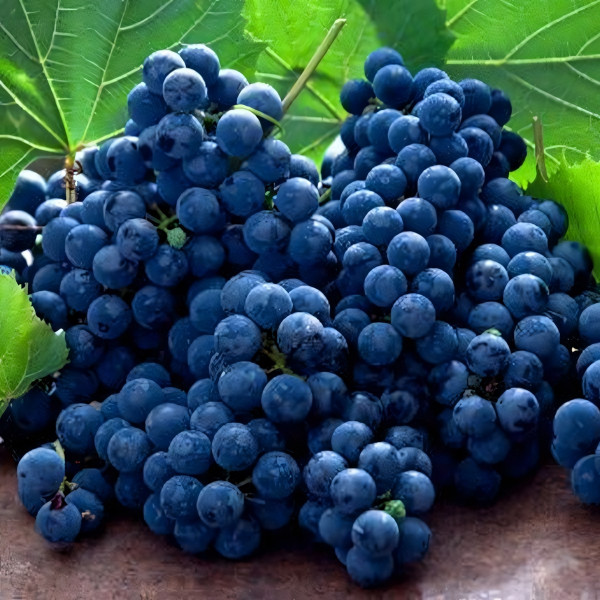 Саженцы Виноград кишмиш Черный изумруд