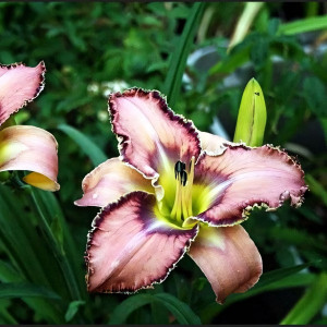 Саженцы Лилейник Bird Talk (Бёрд Ток)