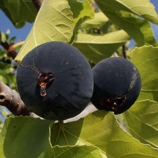 Саженцы Инжир Крымский Черный