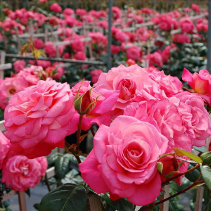 Саженцы Роза плетистая Шогун