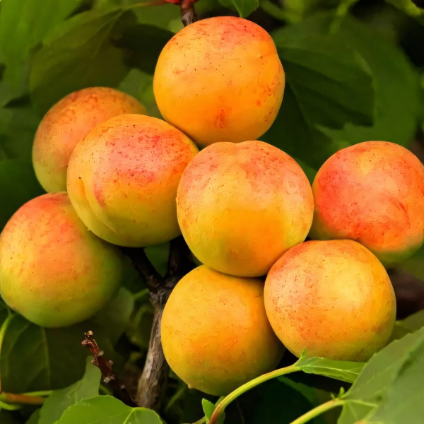 Саженцы Абрикос Юбилейный