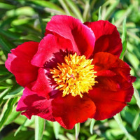 Саженцы Пион Early Scout (Эрли Скаут)