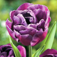 Луковицы Тюльпан махровый Блю Даймонд (в упаковке - 3шт.)