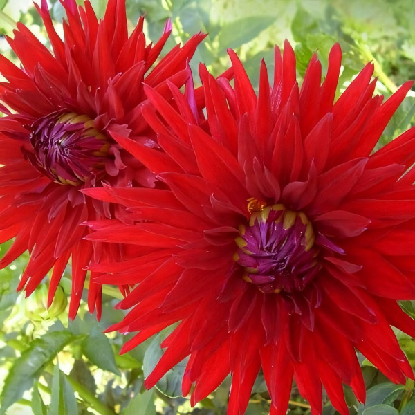 Саженцы Георгина Mingus Jacky