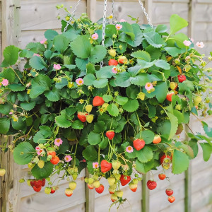 Клубника ремонтантная (крупноплодная) Ампельная 5 шт. в упаковке