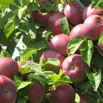 Саженцы Яблоня Макинтош