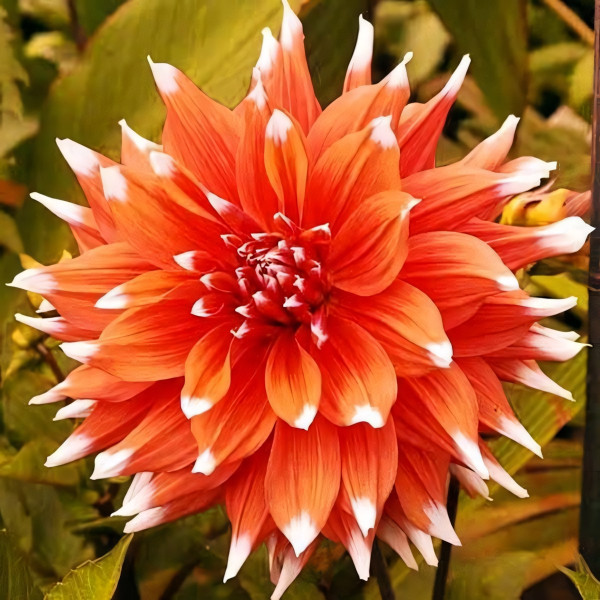 Саженцы Георгина кактусовая Color Spectacle (Колор Спектакль)