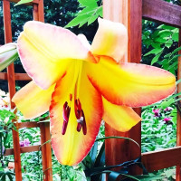 Луковицы Саженцы Лилия ОТ гибрид Rising Moon (Райзинг Мун) (3шт.)