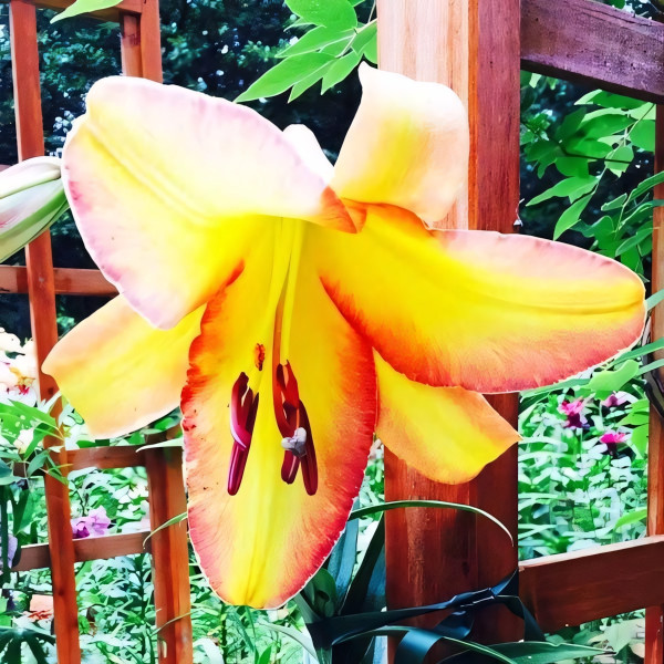 Луковицы Саженцы Лилия ОТ гибрид Rising Moon (Райзинг Мун) (3шт.)