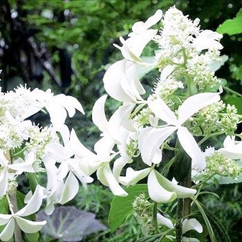 Гортензия метельчатая Great Star (Грейт Стар)