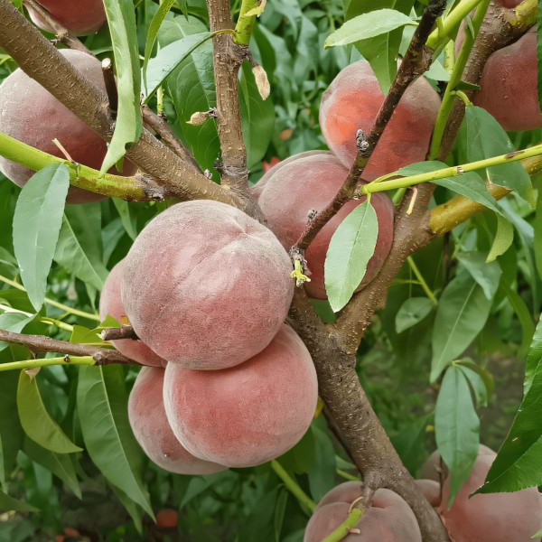 Саженцы Персик Роял Маджестик