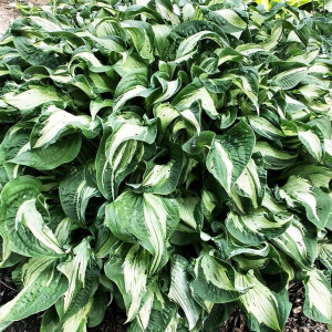 Саженцы Хоста Allegan Fog (Аллеган Фог) М