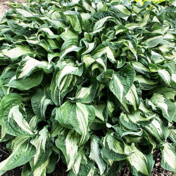 Саженцы Хоста Allegan Fog (Аллеган Фог) М
