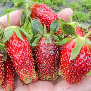 Клубника Мускатная Бирюлевская 5 шт. в упаковке