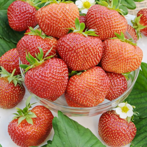 Клубника (крупноплодная) Полка 5 шт. в упаковке