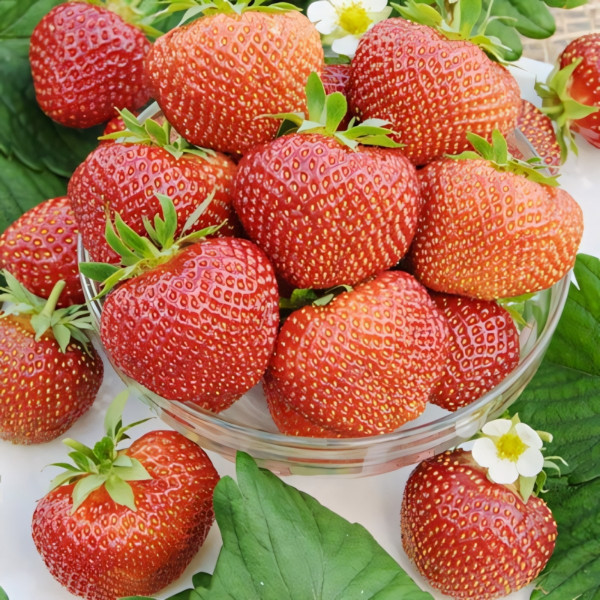 Клубника (крупноплодная) Полка 5 шт. в упаковке