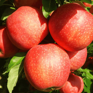 Саженцы Яблоня Гала Маст