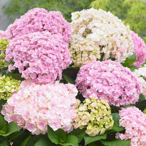 Гортензия крупнолистная Doppio Nuvola (Доппио Нувола)