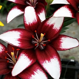  Лилия Кафе Нуар