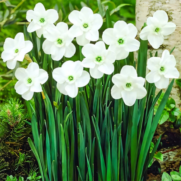 Луковицы Нарцисс мелкокорончатый Грин Айд Леди (в упаковке - 3шт.)