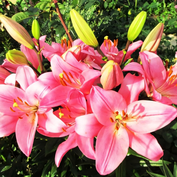 Луковицы  Лилия Бриндизи (3шт.)