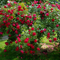 Саженцы Роза плетистая Александр Маккензи