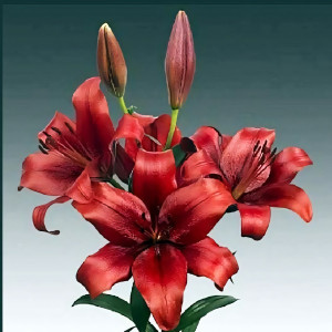  Лилия ЛА гибрид Batavus (Батавус)