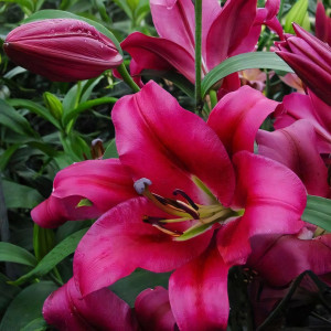  Лилия ОТ гибрид Fujian (Фудзиан)