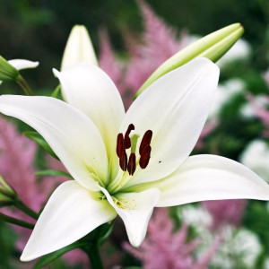  Лилия азиатская Tiny Crystal (Тайни Кристалл)