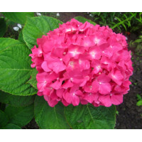 Саженец Гортензия крупнолистная Yola (Йола)