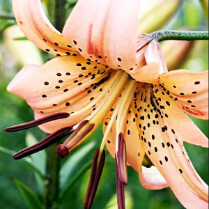  Лилия тигровая Pink Giant (Пинк Джиант)