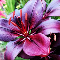 Луковицы  Лилия азиатская Blacklist (Блэклист) (3шт.)