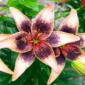  Лилия азиатская Whistler (Уистлер)