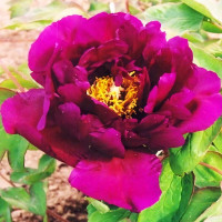 Саженцы Пион Фиолетовый