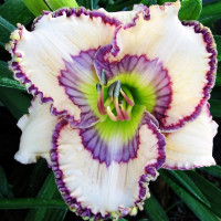 Саженцы Лилейник Soul Catcher (Соул Катчэр)