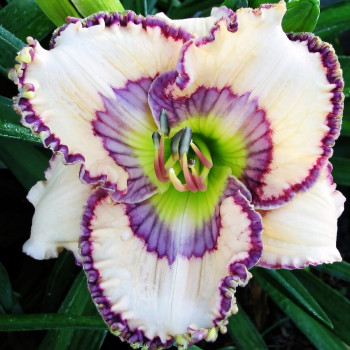 Саженцы Лилейник Soul Catcher (Соул Катчэр)