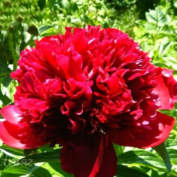 Саженцы Пион Red Spider (Рэд Спайдер)