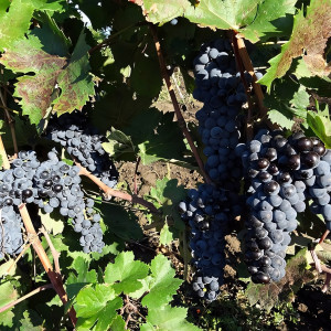 Саженцы Виноград Цимлянский