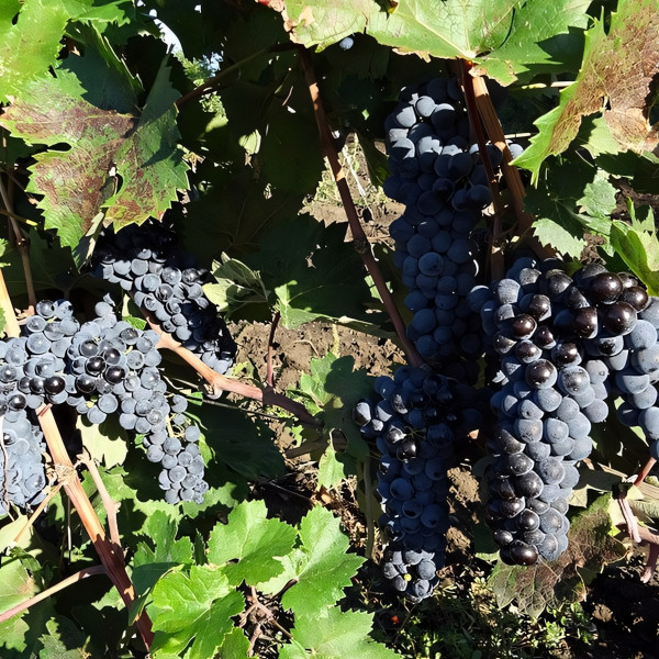 Саженцы Виноград Цимлянский