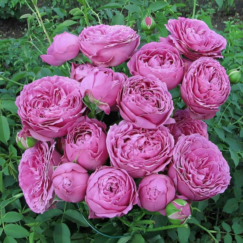 Саженцы Роза спрей Мисти Баблс