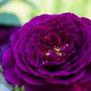 Саженцы Роза флорибунда Эбб Тайд