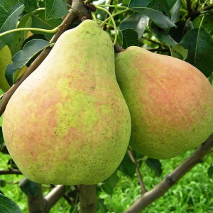 Саженцы Груша Банкетная