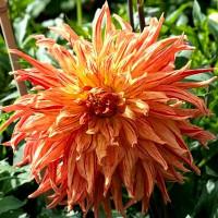 Саженцы Георгина Maniac