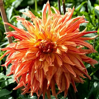 Саженцы Георгина Maniac