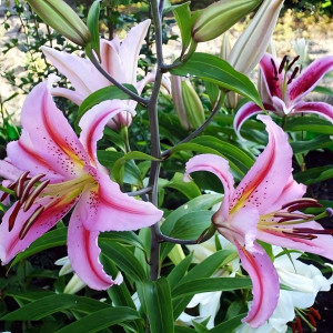  Лилия восточная Bergamo (Бергамо)