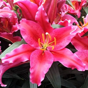  Лилия восточная Amazing Grace (Эмейзинг Грейс)