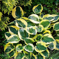 Саженцы Хоста Brim Cup (Брим Кап) М