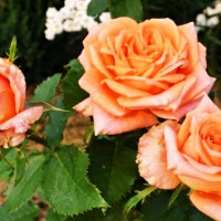 Саженцы Роза чайно-гибридная Эльдорадо