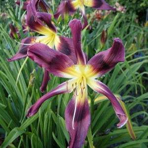 Саженцы Лилейник Chockcherry Mountain (Чокчерри Маунтин)