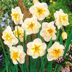 Нарцисс сплит-корона Дельта (в упаковке - 3шт.)